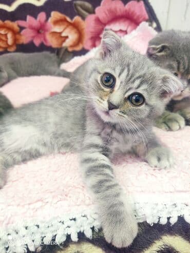 Opel: Шотландская, Самец, Самовывоз — 8