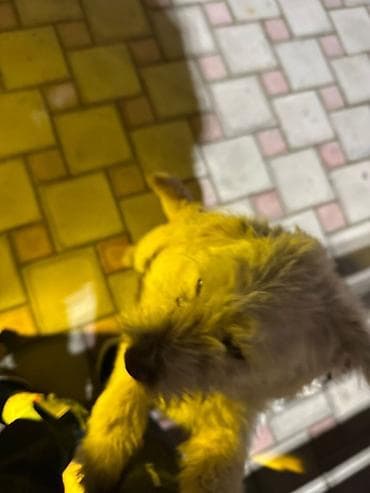 Pişiklər: Poodle ve Jack Russell Terrier qarisigi olan ağ rəngli, xırda-orta — 2