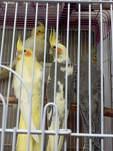 Balıqlar: Sultan (Cockatiel) papağanları tam sağlam quşlardır ele orgesibler — 4
