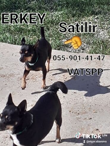 собака отдам в хорошие руки: Собаки — 2