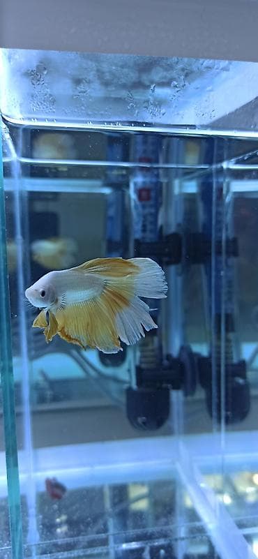 akvarium: Betta (Petuşok balığı), Ünvandan götürmə — 6