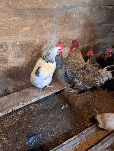 hazır yuva: Toyuq, Damazlıq — 7