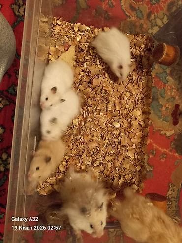 Hamsterlər – uzun tüklü qiymet 5 azn vatsap nomre 0515913288 zeng