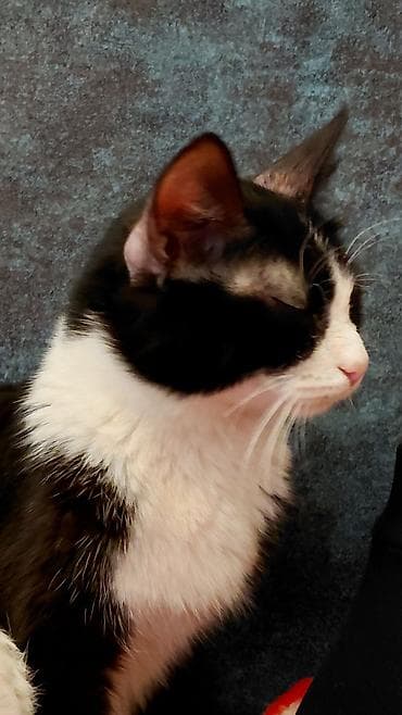 pişik həkimi: Dişi, Yaxşı əllərə, Ünvandan götürmə — 4