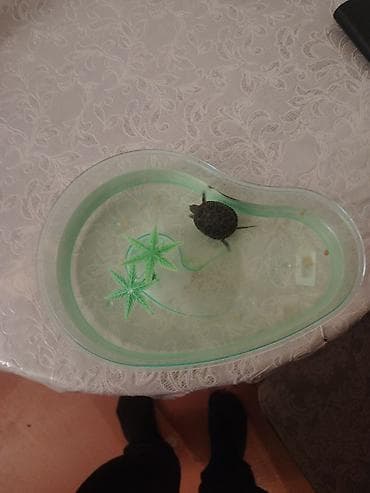 Akvariumlar: Su tısbağası qabinla biryerde 20 azn - Dəst: ürək formalı şəffaf — 1