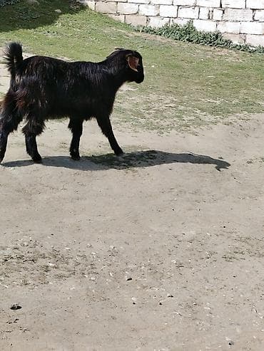 Dişi, Hələb, il: 1, Damazlıq