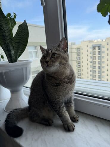 Digər heyvanlar: Tabbi, Erkək, Cütləşmə üçün, Ünvandan götürmə — 4