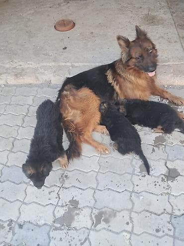 Alman çoban iti, 2 ay, Erkek, Peyvəndli, Ünvandan götürmə