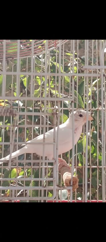 bulbul satılır: Erkək quşlar satılır — 3