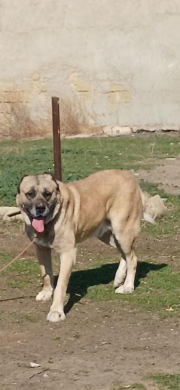 it xaski: Kanqal, 5 il, Erkek — 3