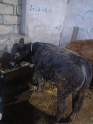 Quzu: ERKEK ANQUS DANA HEYVAN GOZ QABAGINDADI TOXUMLUQ Erkey AnQUs Bos bos — 2