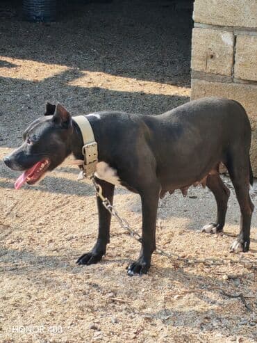 Chevrolet: Pitbul, 2 il, Dişi, Peyvəndli, Ödənişli çatdırılma — 1