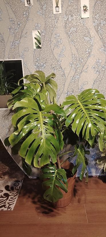 bezek bitkisi: Monstera deliciosa – iri yarpaqlı tropik ev bitkisi - Növ: Monstera — 2