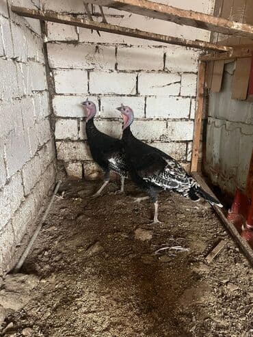 Gəmiricilər: Amerkan broz tam saglam 1 yaslari var ( 2 xoruz 2 fere ) — 2