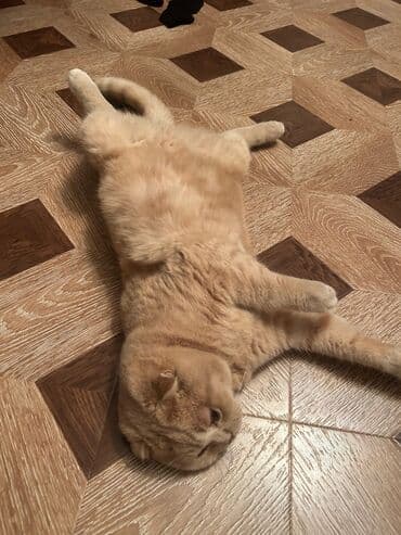 şinşila pişik: Britan, Erkək, Yaxşı əllərə, Ödənişli çatdırılma — 6