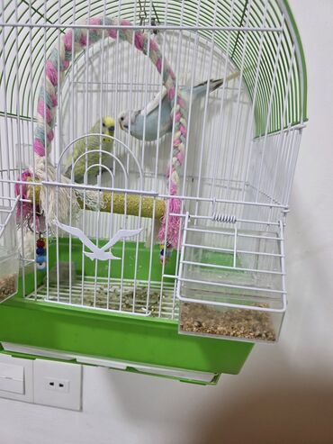 Qefesle birlikde erkek disi papuqay .oxuyan lalafo.az -da Qefesle birlikde erkek disi papuqay .oxuyan