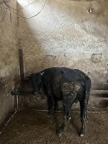 heyvanlara verilən adlar: Qara rəngli cavan buğa - Cins: yerli tip, qara rəng, qısa buynuzlu - — 4