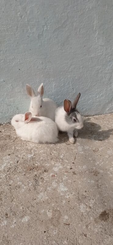 dovşan yemi: Məhsul: Ev şəraitində böyüdülmüş balaca dovşanlar Xüsusiyyətlər: - — 3