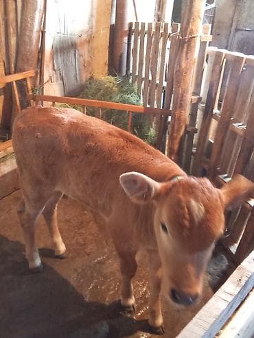 keçi satışı: İnek satılır bir qarın dogmuş duye balası ile — 4