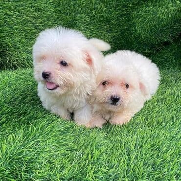 йоркширский терьер цена баку: Джек-рассел-терьер, 2 месяца, Самка — 3