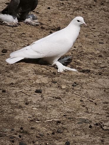 ağ quyruğ: Iki erkək göyərçin süt ağ və boz quyruq çil ikisi də erkək di isdəyən — 3