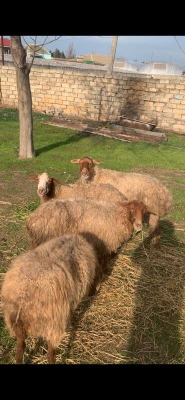 Alfa Romeo: Boğaz Qoyunlar satılır — 3