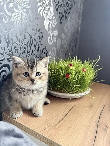 tuksuz pişik: Şinşilla — 3