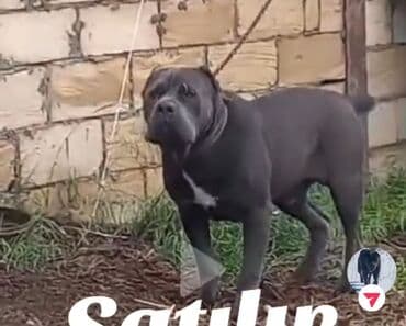 pitbul itlər: Питбуль, 4 года, Самец — 2