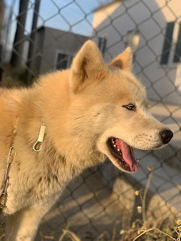 akito ino: Akita -inu Baxim, diqqet ve qulluq teleb edir . tukunu tokur deye — 3