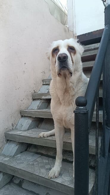 алабай в добрые руки: Alabay, 2 il, Dişi, Peyvəndli, Ünvandan götürmə — 1