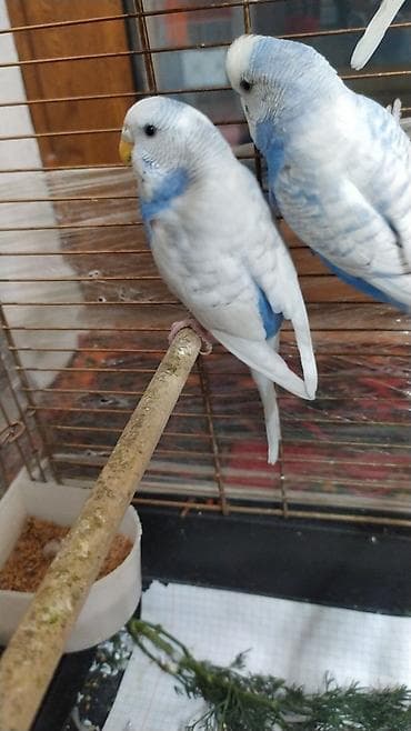 korella tutuquşu: Bülbül (dalmatin və rəngarəng mutasiyalar) cütlüklər üçün uyğun — 4