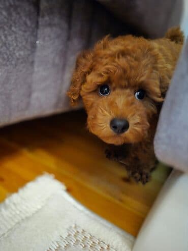 pudel satisi: Pudel — 4