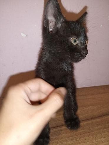 pişik satışı bakı: Dişi, Yaxşı əllərə, Ünvandan götürmə — 6