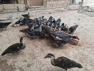 avcarka type 1: Lal ördək ən gözəl sort böyük olurlar dişiləri dayanmadan yumurtalayıb — 3