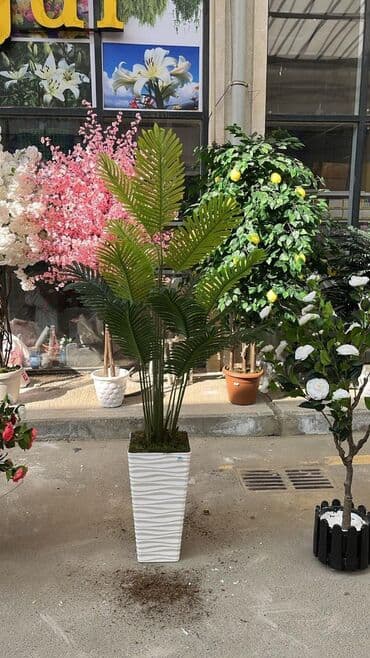 bitki toxumlari: Depodan bir basa satis 70azn baslayan dekarativ suni agaclar topdan — 28