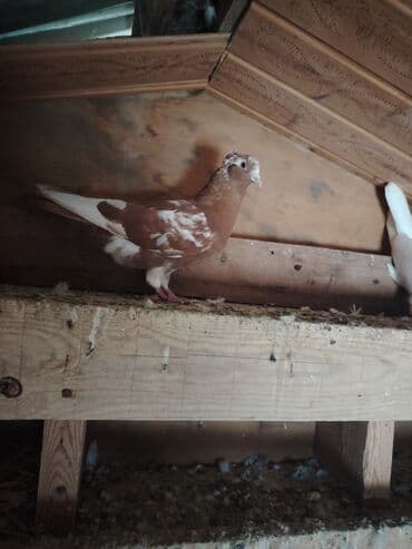 maraqli qus adlari: Cins göyərçinlər dəsti - Rənglər: ağ, ağ-qəhvəyi qarışıq — 3