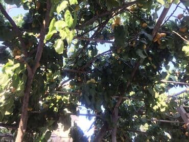 hovsanda obyekt satılır: Qaraçuxur qəs. 4 otaqlı, 110 kv. m, Orta təmir — 22