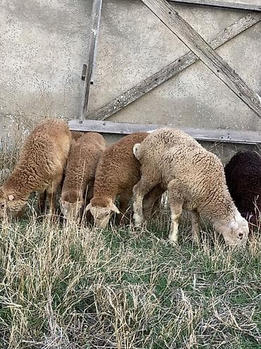 Куры: 10 dənə damazlığ quzular satılır 6 erkəy 4 dişdi — 1