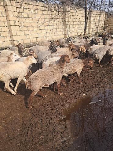 tatarlar qoyunu: Qoyun sürüsü – ət və damazlıq üçün - Növlər: qarışıq yerli və — 1