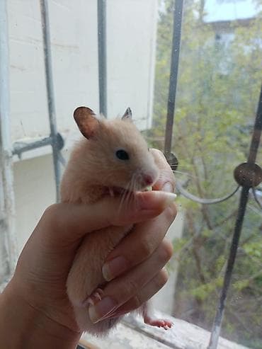 etibarli ellere it: Xamyak,Uşaqları telefondan ayırıb canlılara qarşı məhəbbət — 1