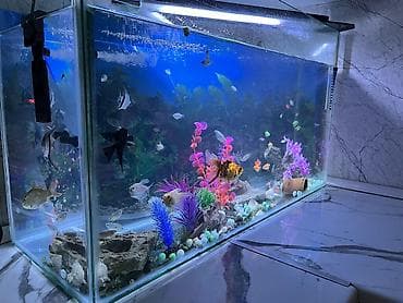 mal bazari az: Salam. akvarium əla vəziyyətdədi 30 dan çox balıq var hamısını üstə — 3