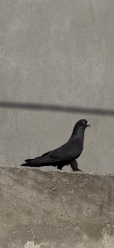 Quşlar: Qara rəngli yerli göyərçin - Rəng: tam qara, boyun hissəsində — 1