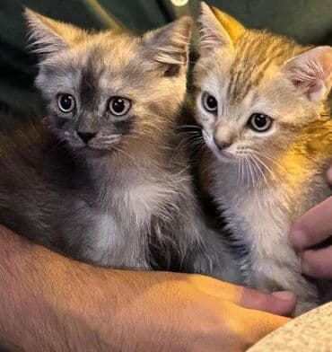 ən şirin pişiklər: Yaxşı əllərə — 1