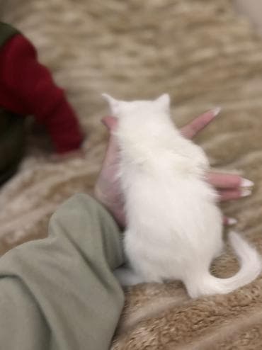 Akvariumlar: Britan yastı qulaq — 3