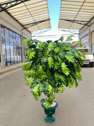 50 man baslayan qiymetler