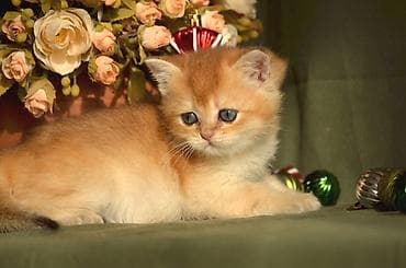 кот: Золотая шиншилла, Самец, Самка, Самовывоз — 6