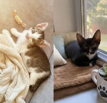 отдам в хорошие руки котенка: Самец, Самка, В добрые руки — 2