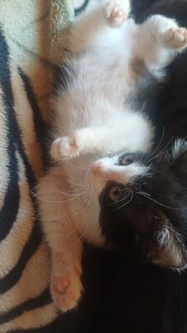 qara pişik şəkilləri: Dişi, Yaxşı əllərə, Ünvandan götürmə — 1