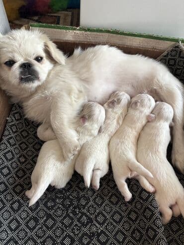 мейн кун купить в баку: Pekines, Ünvandan götürmə — 8