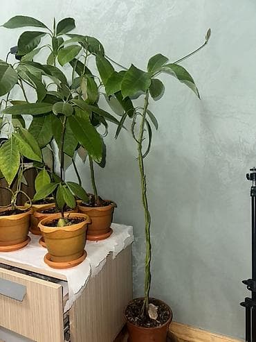 monstera bitkisi: 30-120 azn Məhsul: Ev şəraitində yetişdirilmiş avokado fidanları — 3